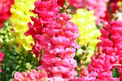 flowers_26