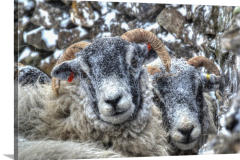 Dales-Swaledales Dales-Swaledales