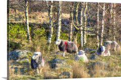 Herdwicks-in-The-Lake-District Herdwicks-in-The-Lake-District