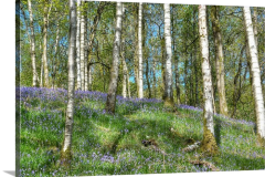 Lake-District-Bluebells Lake-District-Bluebells