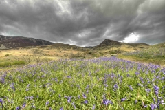 Lake-district-Canvas-Print-068 The famous Rannerdale Bluebells