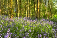 Lake-district-Canvas-Print-075 Lakeland Bluebells