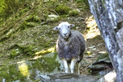 Lake-district-Canvas-Print-086 Lakeland Herdwick