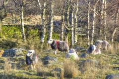 Lake-district-Canvas-Print-091 Lakeland Herdwicks
