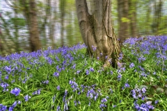 Lake-district-Canvas-Print-108 Lakeland Bluebells