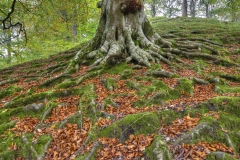 Lake-district-Canvas-Print-136 Autumn at Grasmere