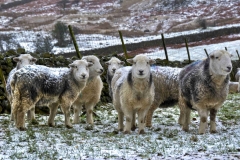 Lake-district-Canvas-Print-186 Herdiwcks in The Snow