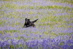 Lake-district-Canvas-Print-213 Racing in The Bluebells