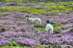 Dales-Canvas-Print-127