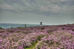 Dales-Canvas-Print-128