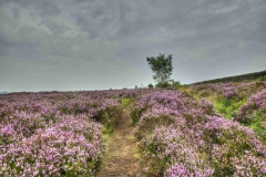 Dales-Canvas-Print-129